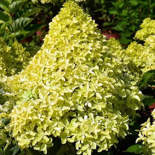 Мэджикал спаркл гортензия описание и фото Гортензия метельчатая Мэджикал Лайм Спаркл (Magical Lime Sparkle)