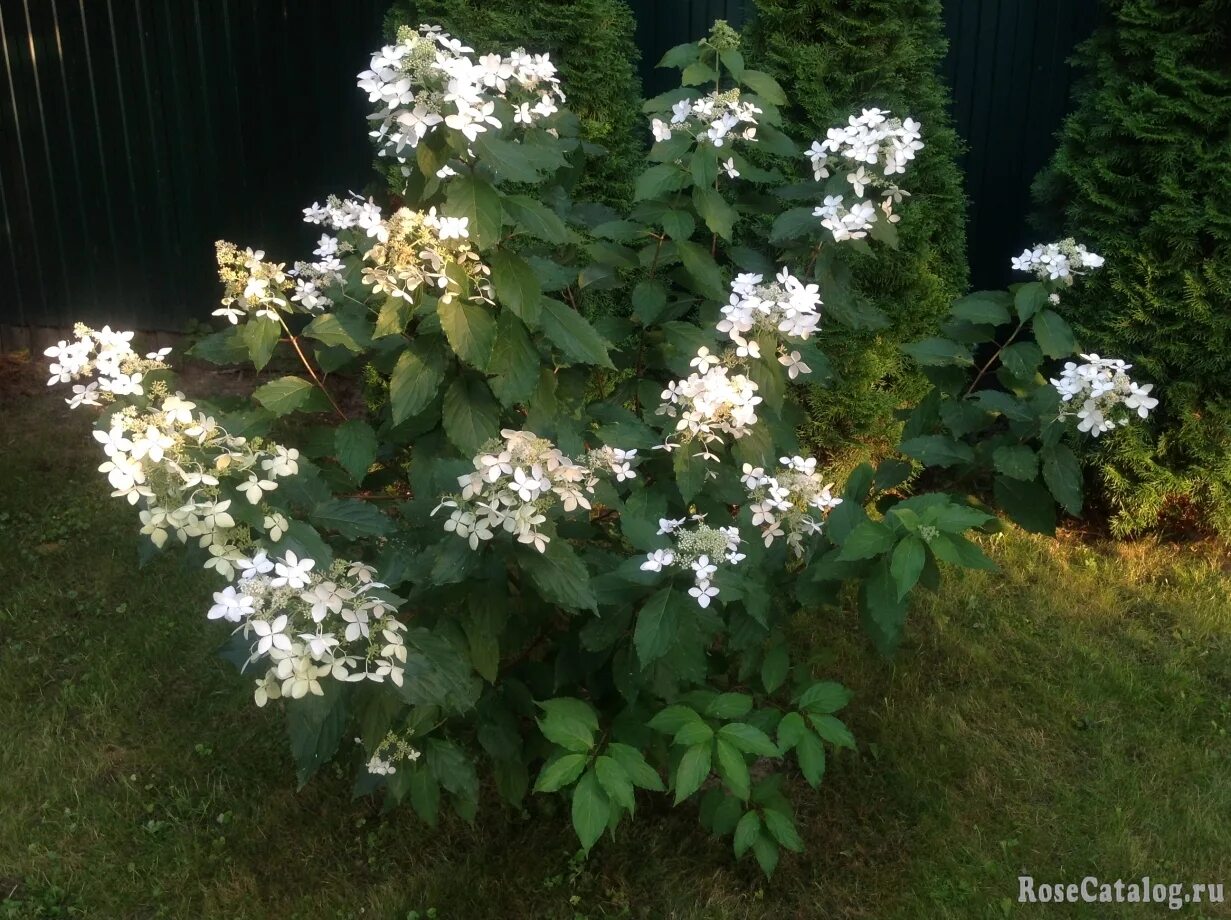 Мэджикал старлайт гортензия метельчатая описание фото отзывы Magic Starlight - RoseCatalog.ru
