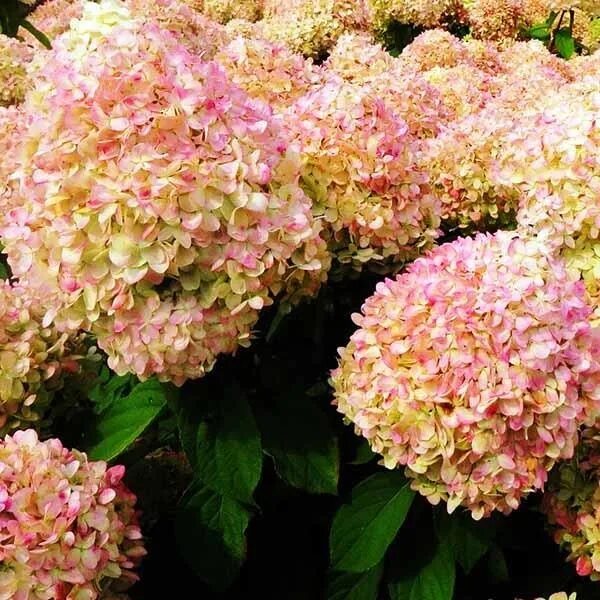 Мэджикал свит саммер гортензия фото Метельчатая magical sweet summer