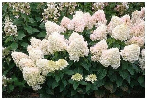 Мэджикал свит саммер гортензия фото Гортензия метельчатая Magical Sweet Summer - купить по низкой цене на Яндекс Мар