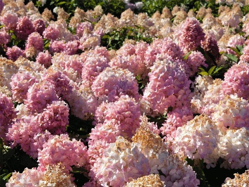 Меджикал свит саммер гортензия фото и описание Гортензия метельчатая Мэджикал Свит Саммер (Magical Sweet Summer) - Садовое ател
