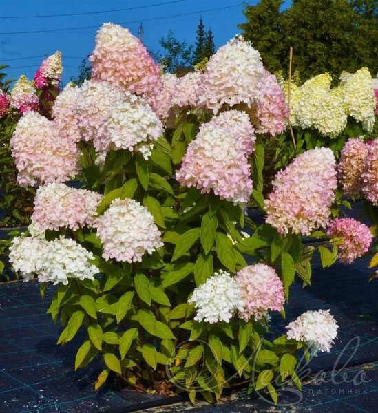 Меджикал свит саммер гортензия фото и описание Гортензия метельчатая 'Magical Sweet Summer' - купить с доставкой по выгодным це
