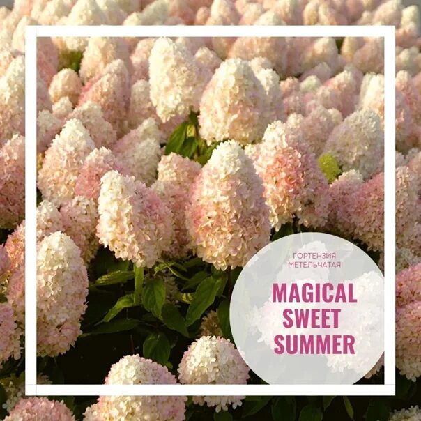 Меджикал свит саммер гортензия фото и описание Гортензия Полар Magical Sweet Summer: как выращивать и ухаживать Эко-фокус Фотог