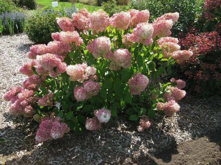 Меджикал свит саммер гортензия фото и описание Strawberry Vanilla ® Hydrangea for Sale The Planting Tree Strawberry hydrangea, 