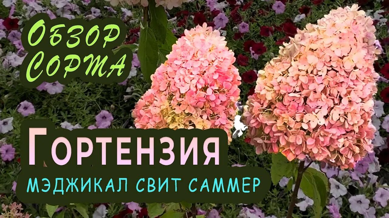 Меджикал свит саммер гортензия фото и описание Гортензии в моём саду. Гортензия метельчатая Мэджикал Свит Саммер (Magical Sweet