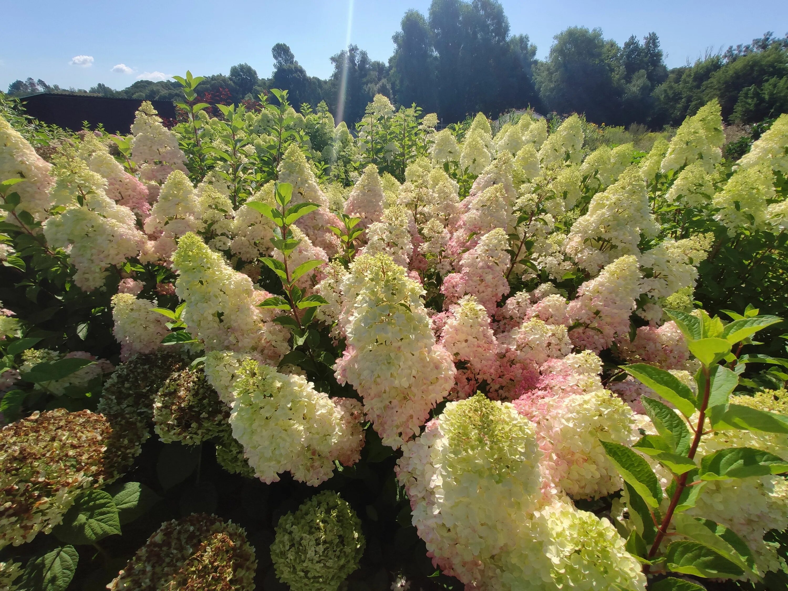 Меджикал свит саммер гортензия метельчатая фото Hydrangea paniculata 'Magical Sweet Summer' Гортензия метельчатая, Гортензия