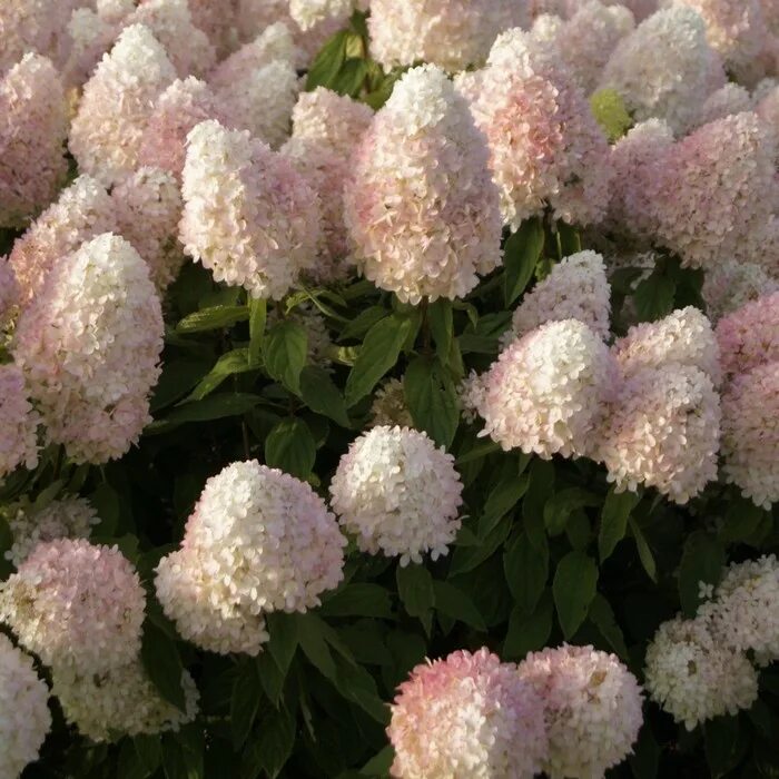 Меджикал свит саммер гортензия метельчатая фото Саженец Гортензия "pan. Magical Sweet Summer", ОКС, 2-3 ветки, Лето 2024 (105216