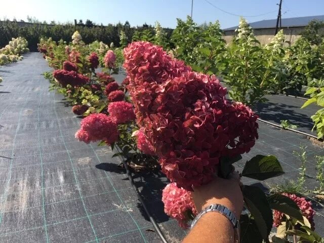 Мэджикал везувий гортензия метельчатая описание фото Метельчатые : Hydrangea paniculata Fraise Melba 'Renba'-Гортензия метельчатая Фр