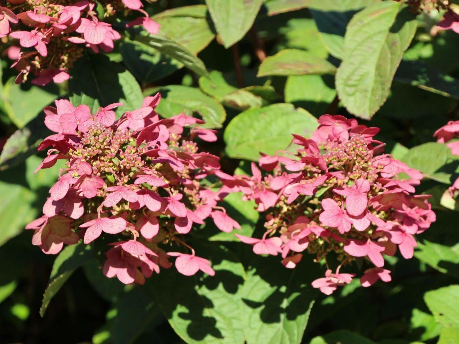 Мэджикал везувий гортензия метельчатая описание фото отзывы Hydrangea paniculata magical: найдено 86 картинок