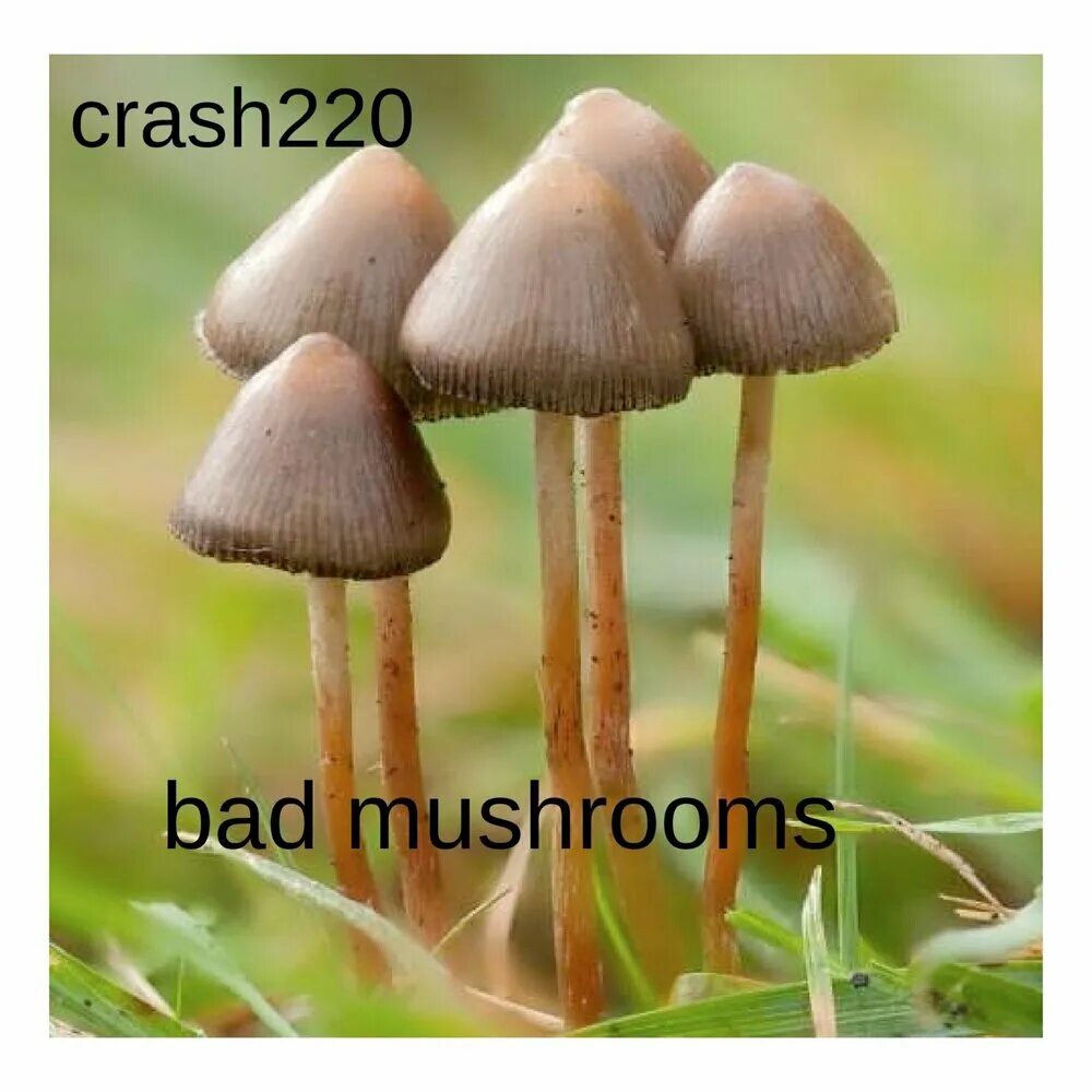 Мэджики грибы как выглядят Bad Mushrooms crash220 слушать онлайн на Яндекс Музыке