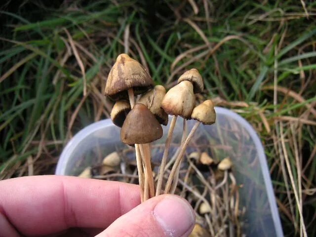 Мэджики грибы как выглядят Pin by Kiersten Snedeker on Baked Stuffed mushrooms, Growing mushrooms, Growing 