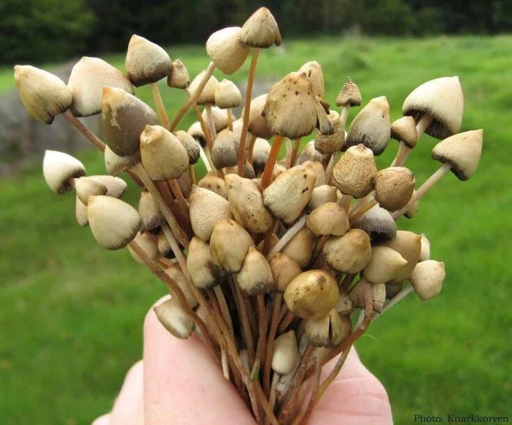 Мэджики грибы как выглядят Explore the Magical Mushroom Varieties in the UK