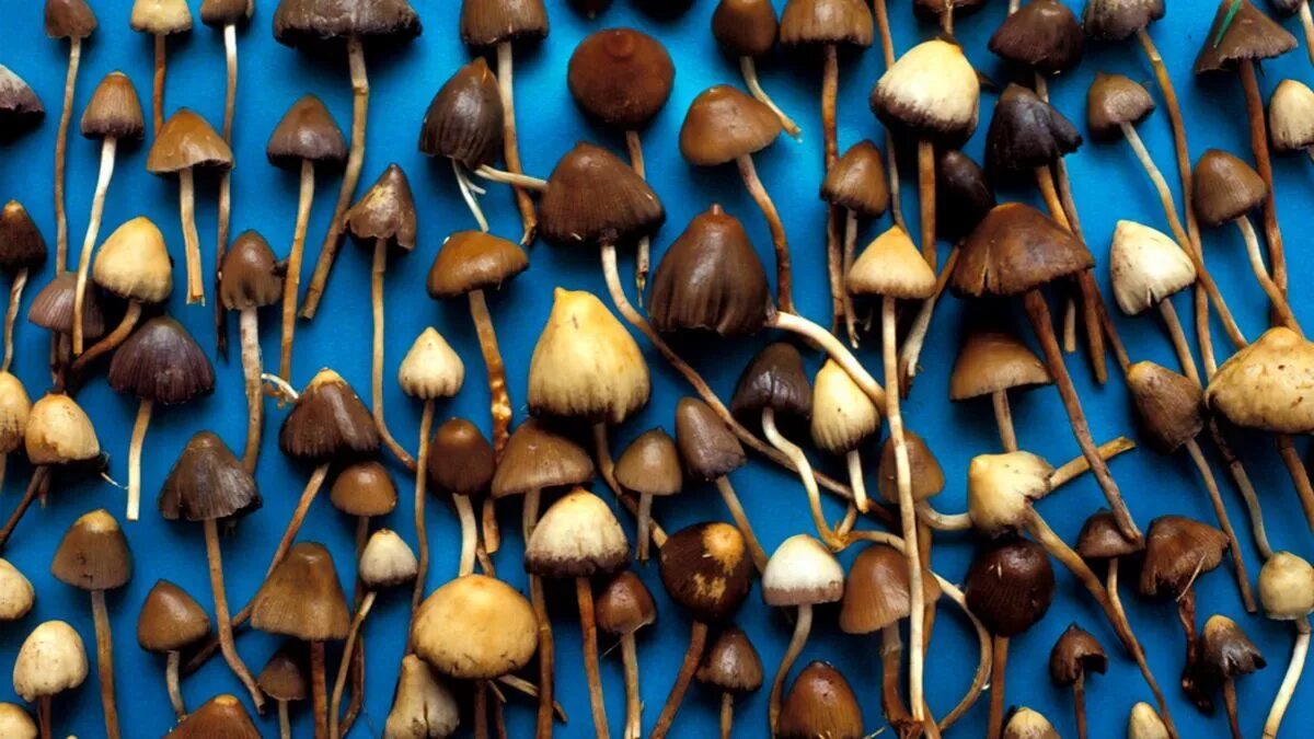 Мэджики грибы как выглядят Magic mushrooms could be prescribed for people with depression, new research sug