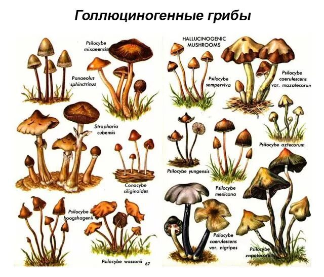 Мэджики грибы как выглядят Всё о бегониях и не только...: Галлюциногенные грибы поделились друг с другом ре