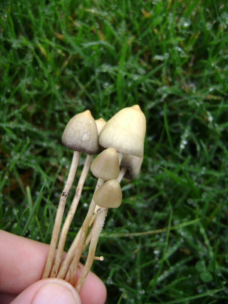 Мэджики грибы как выглядят Pin on Liberty Cap Cubensis