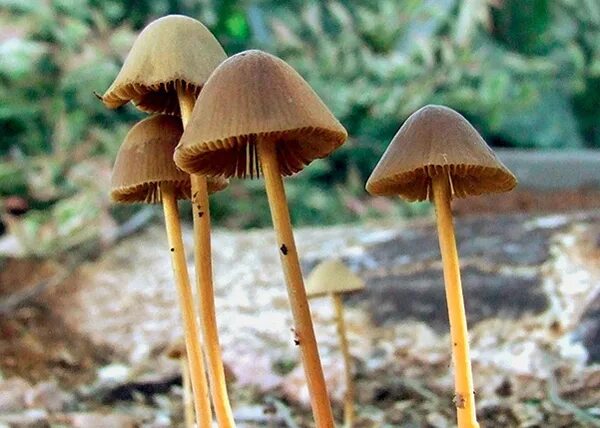 Мэджики грибы как выглядят Зверский кайф