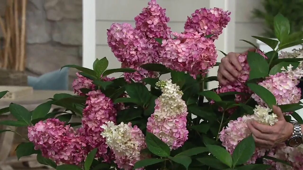 Мега минди гортензия метельчатая фото и описание Roberta's 1-Piece Mega Mindy Hydrangea on QVC - YouTube