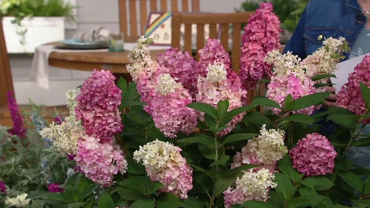 Мега минди гортензия метельчатая фото описание отзывы Roberta's 1-Piece Mega Mindy Hydrangea on QVC - YouTube