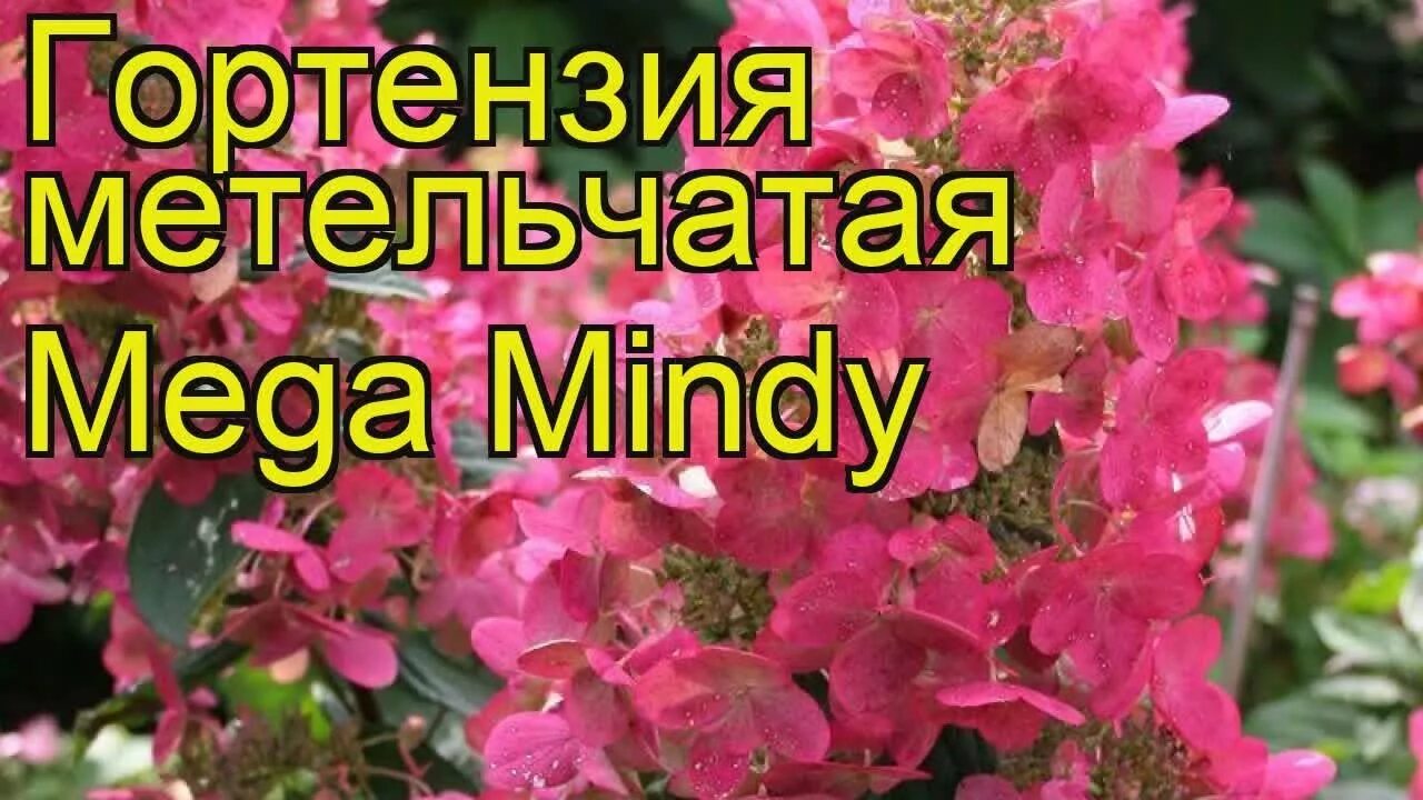 Мега минди гортензия метельчатая фото описание отзывы Гортензия метельчатая Мега Минди. Краткий обзор, описание характеристик - YouTub