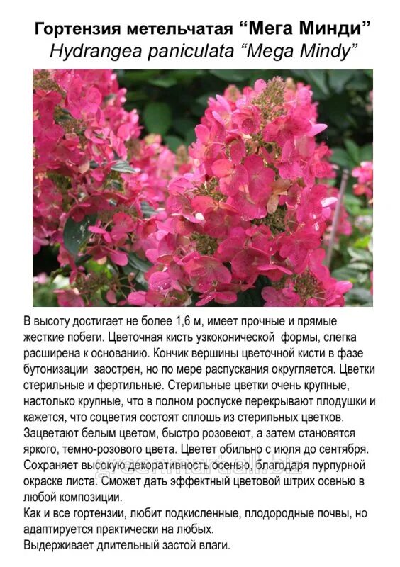 Мега минди гортензия метельчатая фото описание отзывы Мега Минди: сорт метельчатой гортензии, посадка и уход в открытом грунте