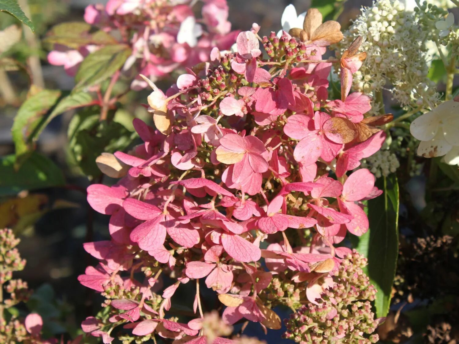Мега минди гортензия метельчатая фото описание отзывы Rispenhortensie 'Mega Mindy' ® / 'Ilvomindy' - Hydrangea paniculata 'Mega Mindy'
