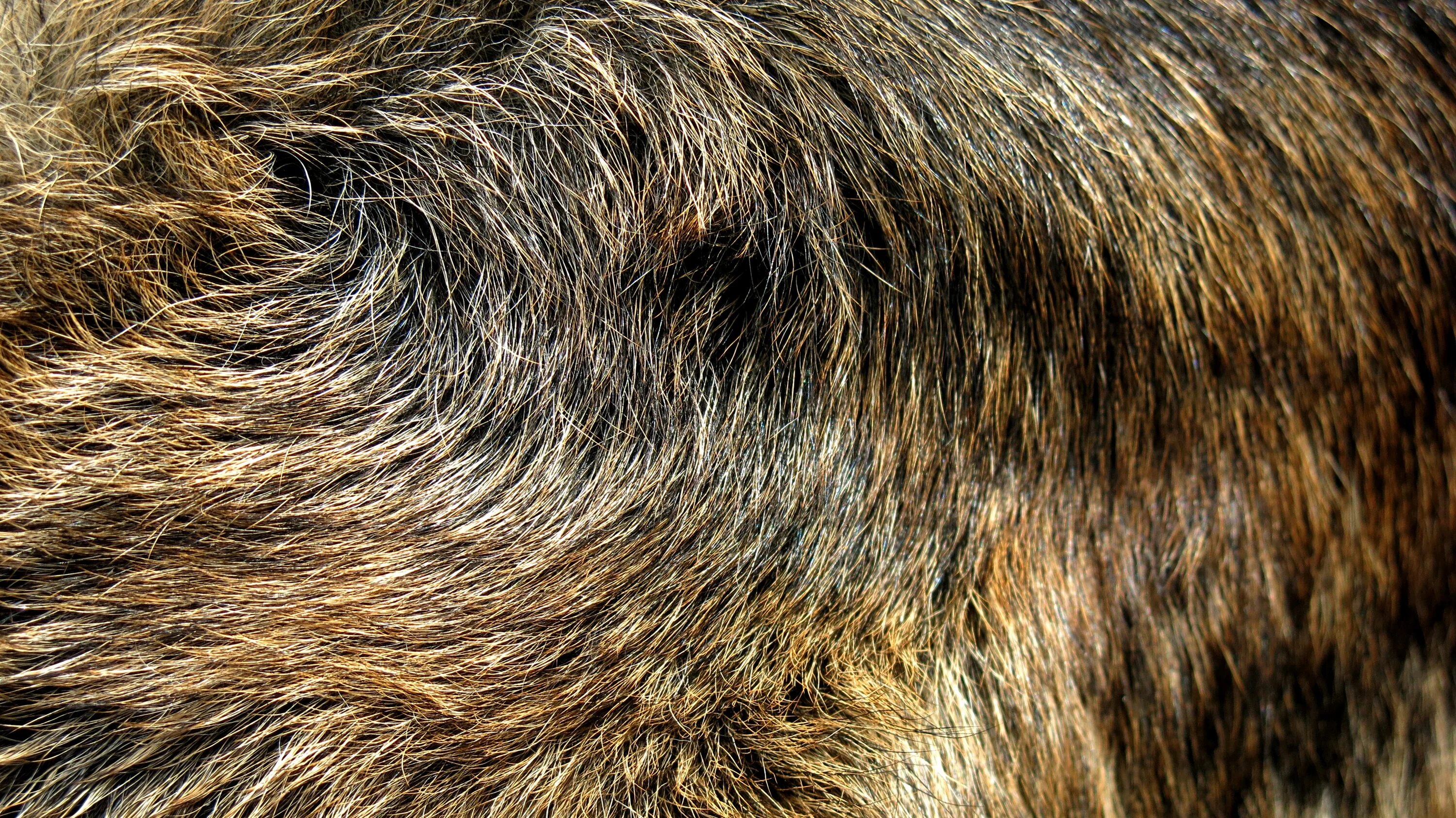 Мех медведя фото Free Images : wood, fur, mammal, mane, wolf, material, german shepherd, close up