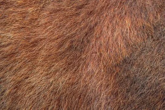 Мех медведя фото Bear Fur Texture Immagini - Sfoglia 15,072 foto, vettoriali e video Stock Adobe 
