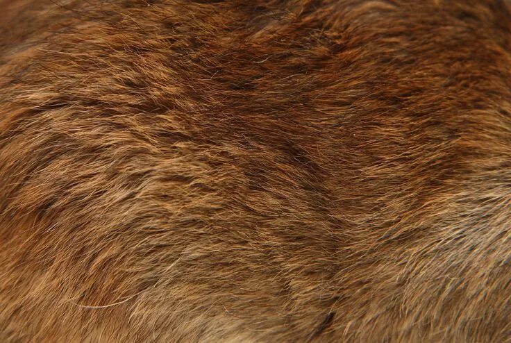 Мех медведя фото Texture, Fur texture, Fur aesthetic