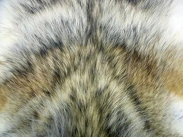 Мех волка фото Valetin Furs. Мех в Москве Шкуры волка