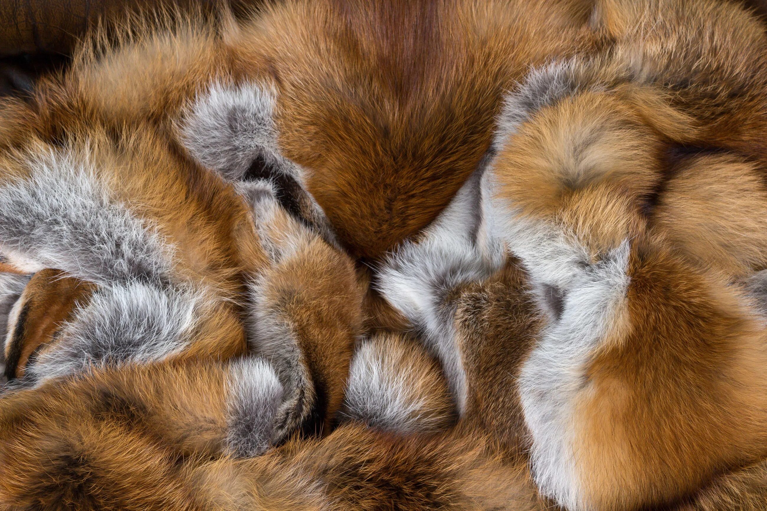 Меха животных фото Skin fur