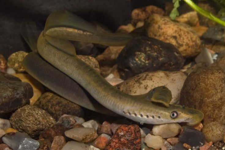Минога рыба фото Lampreys