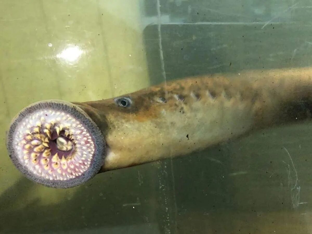 Минога рыба фото Vampire fish spawning in Vermont's waters The Independent The Independent