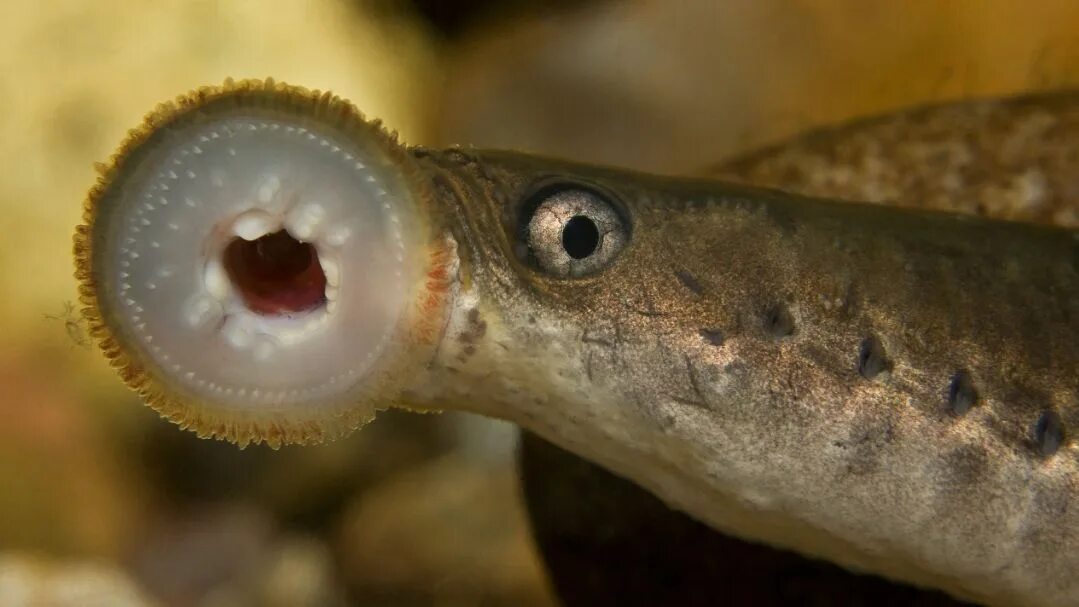 Минога рыба фото The Lamprey, which is also sometimes called a lamprey eel is a fish of sorts, wh