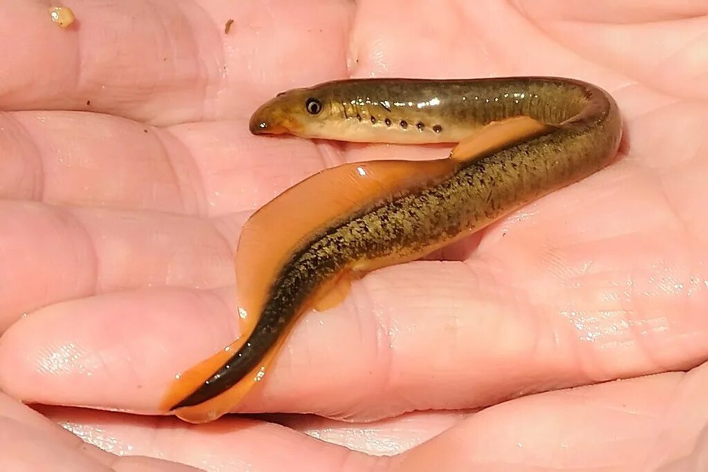 Минога рыба фото A Fish without Bones or Jaws These full grown 5-inch long . Flickr