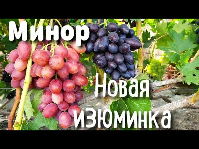 Минор виноград описание сорта фото отзывы видео Виноград минор описание сорта фото отзывы видео и фото и видео - RaiCvetov.ru
