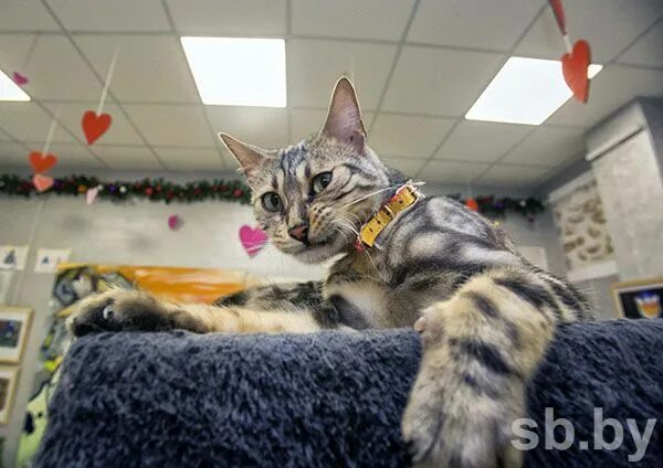 Минск кошки фото На Гродненщине нашли артефакты XVI века с отпечатками кошачьих лап
