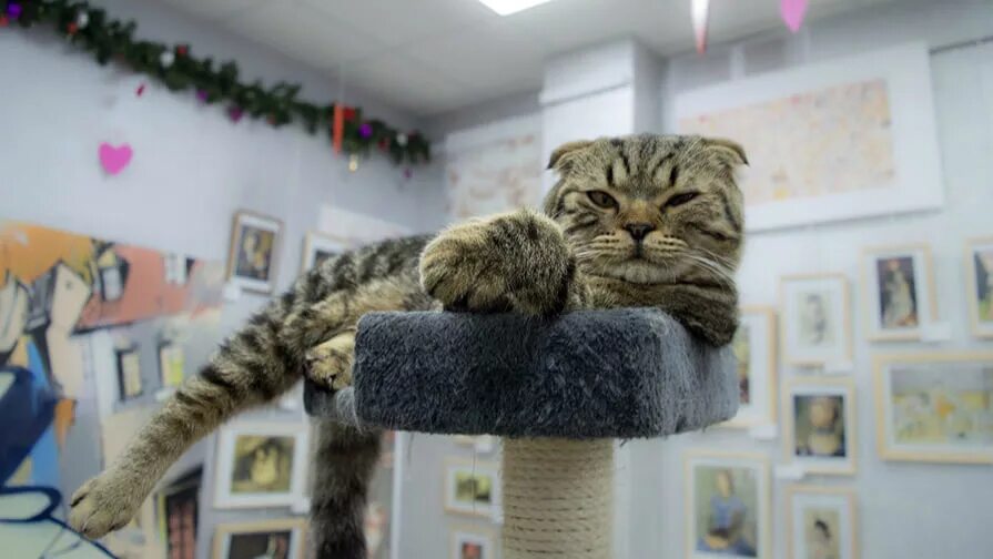 Минск кошки фото Необычные музеи Беларуси, которые стоит посетить туристу TROFEI.by Отдых и путеш
