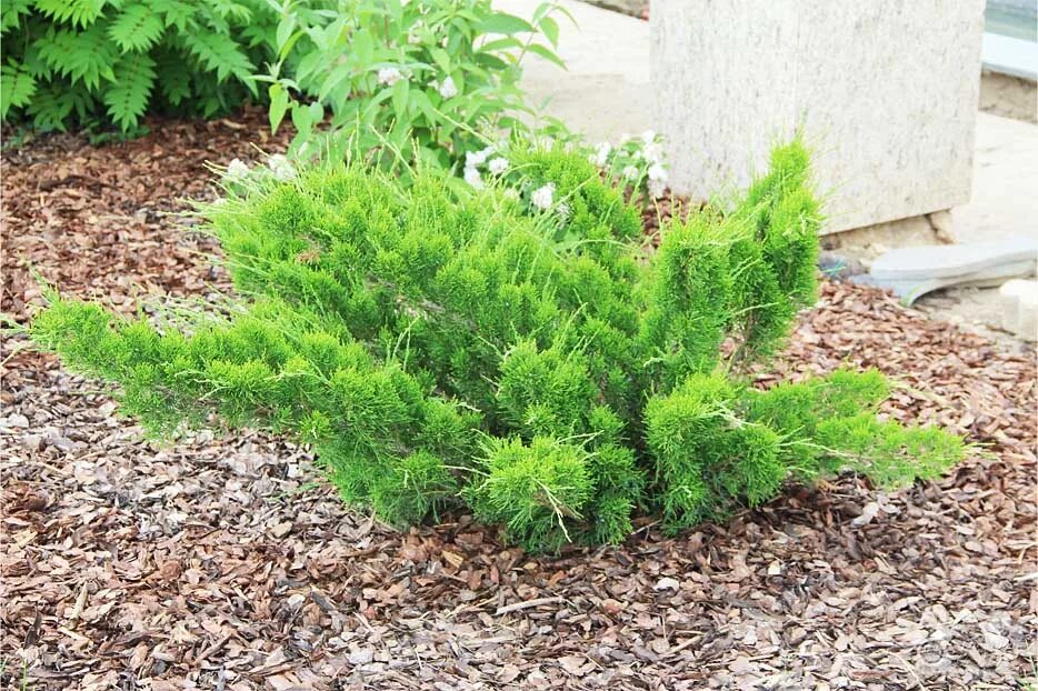 Минт джулеп можжевельник купить фото и описание Можжевельник средний (Juniperus media Mint Julep) C3 20-30.