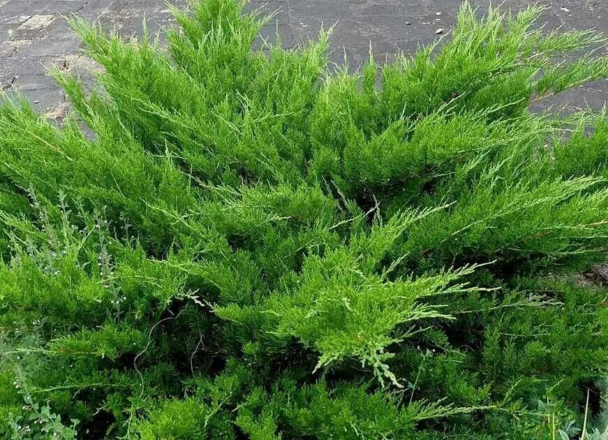 Минт джулеп можжевельник купить фото и описание Можжевельник Минт Джулеп - Хвойные - Растения - Каталог - Borovsky-Pitomnik.ru