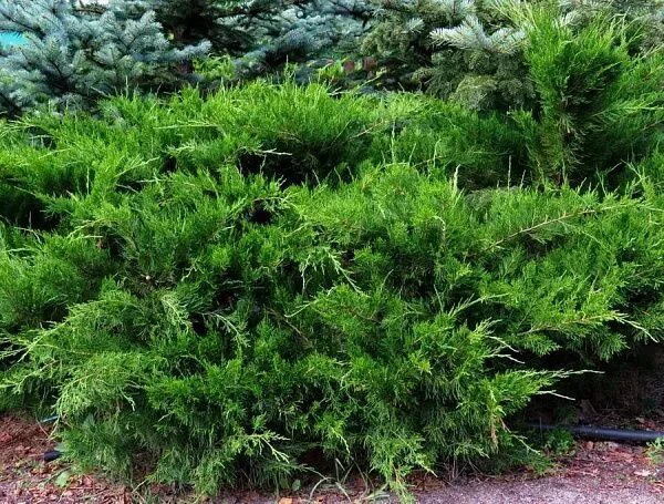 Минт джулеп можжевельник купить фото и описание Можжевельник средний "Mint Julep" (Минт Джулеп): купить саженцы в Москве - Ромаш