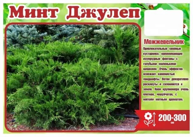 Минт джулеп можжевельник купить фото и описание Можжевельник горизонтальный ПФИТЦЕРА МИНТ ДЖУЛЕП (Н40-50) С5 (ТСП22) купить за 3