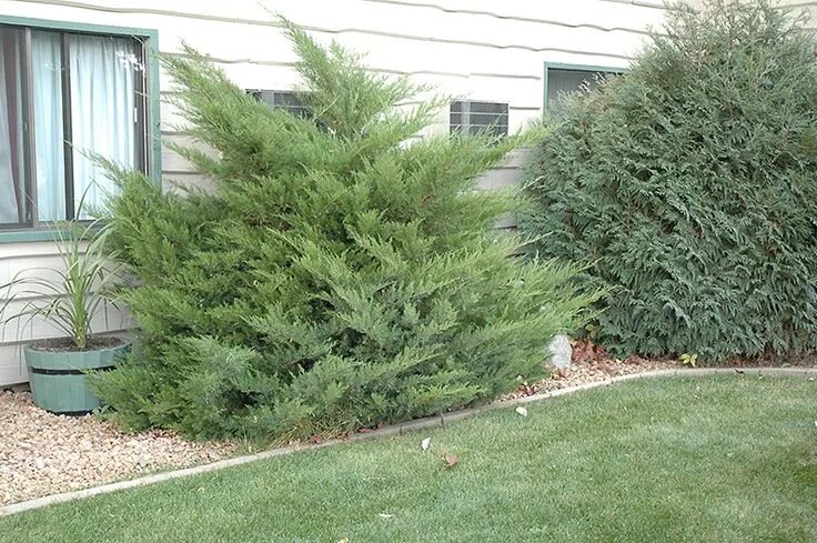 Минт джулеп можжевельник описание размеры и фото Mint Julep Juniper (Juniperus chinensis 'Mint Julep') at Connon Nurseries Evergr