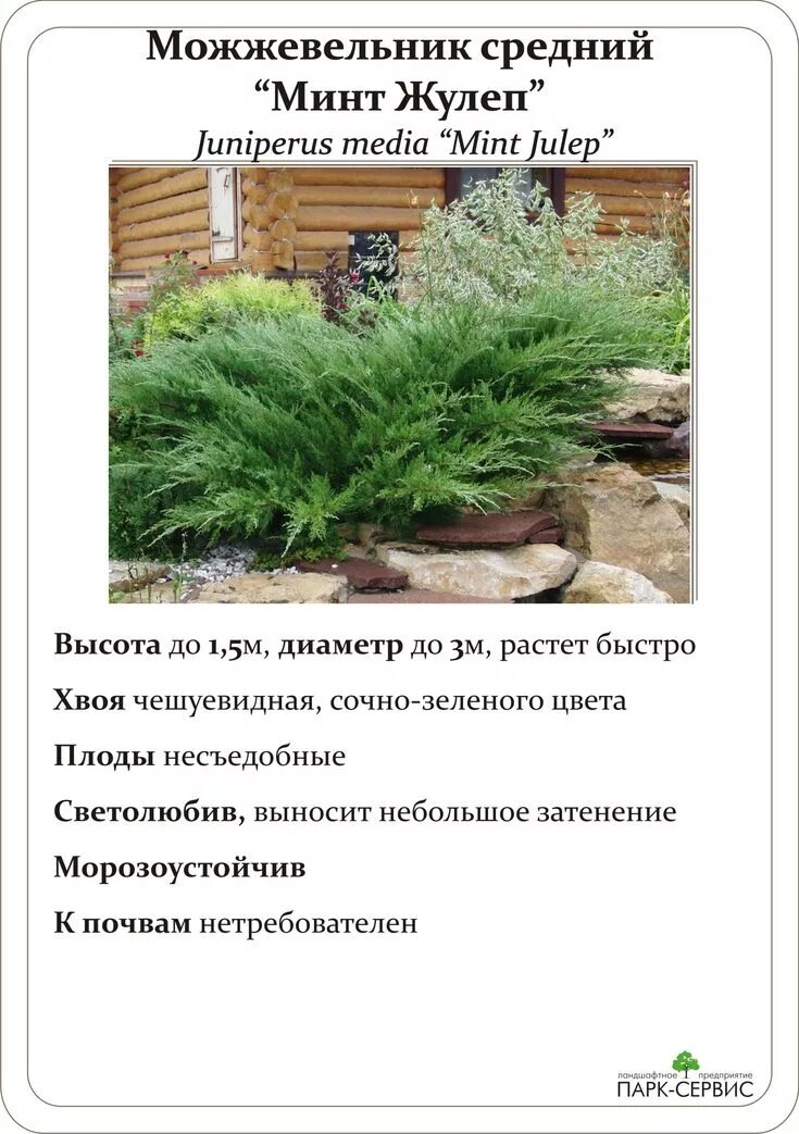 Минт джулеп можжевельник описание размеры и фото Хвойные в 2024 г Идеи для садового дизайна, Идеи озеленения, Дизайн озеленение