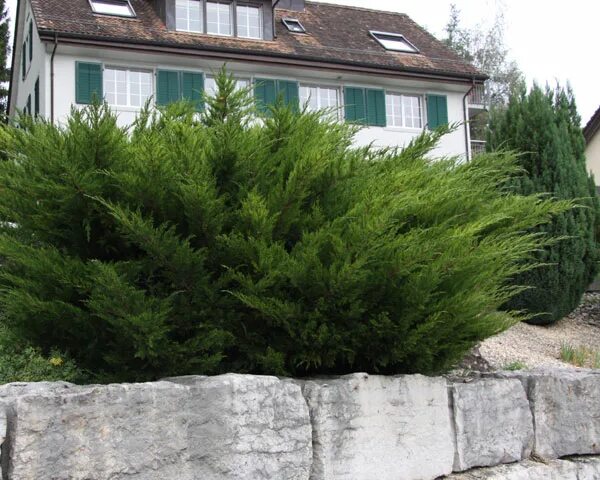 Минт джулеп можжевельник описание размеры и фото Juniperus pfitzeriana (x) 'Mint Julep' / Genévrier Conifères Pépinière Le monde 