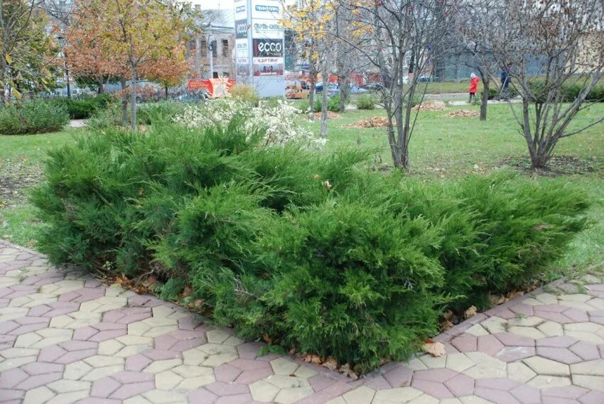 Минт джулеп можжевельник в ландшафтном дизайне Можжевельник стрикта - описание, выращивание, посадка и уход. Секреты содержания