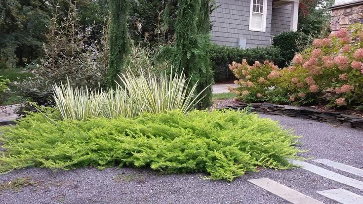 Минт джулеп в ландшафтном дизайне фото Image result for BLUE STAR JUNIPER Garden design, Conifers garden, Contemporary 