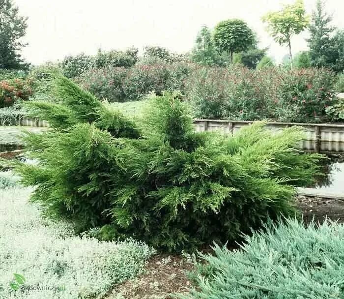 Минт джулеп в ландшафтном дизайне фото Jałowiec pośredni Mint Julep (C2) Mint julep, Julep, Mint