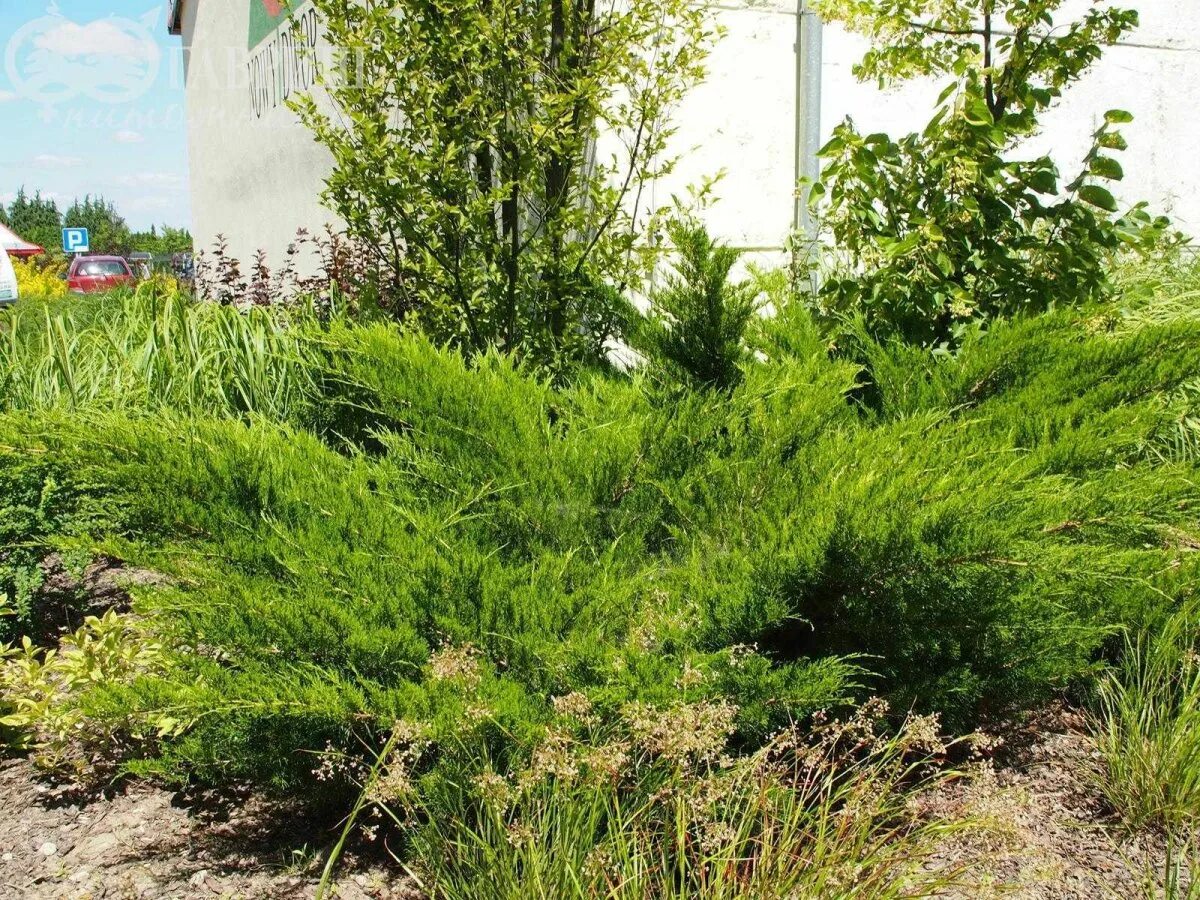 Минт джулеп в ландшафтном дизайне фото Mint julep можжевельник фото - DelaDom.ru