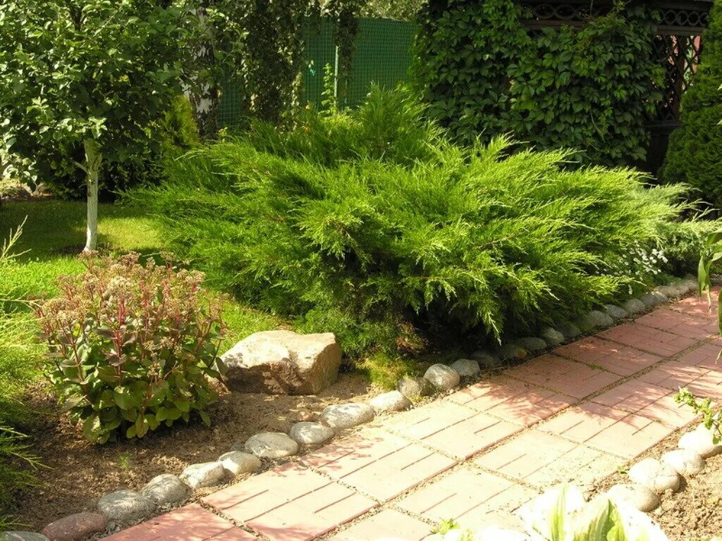 Минт джулеп в ландшафтном дизайне фото Green_city18, landscape design, Sarapul, posyolok Zapadny, ulitsa Kormchenkina, 