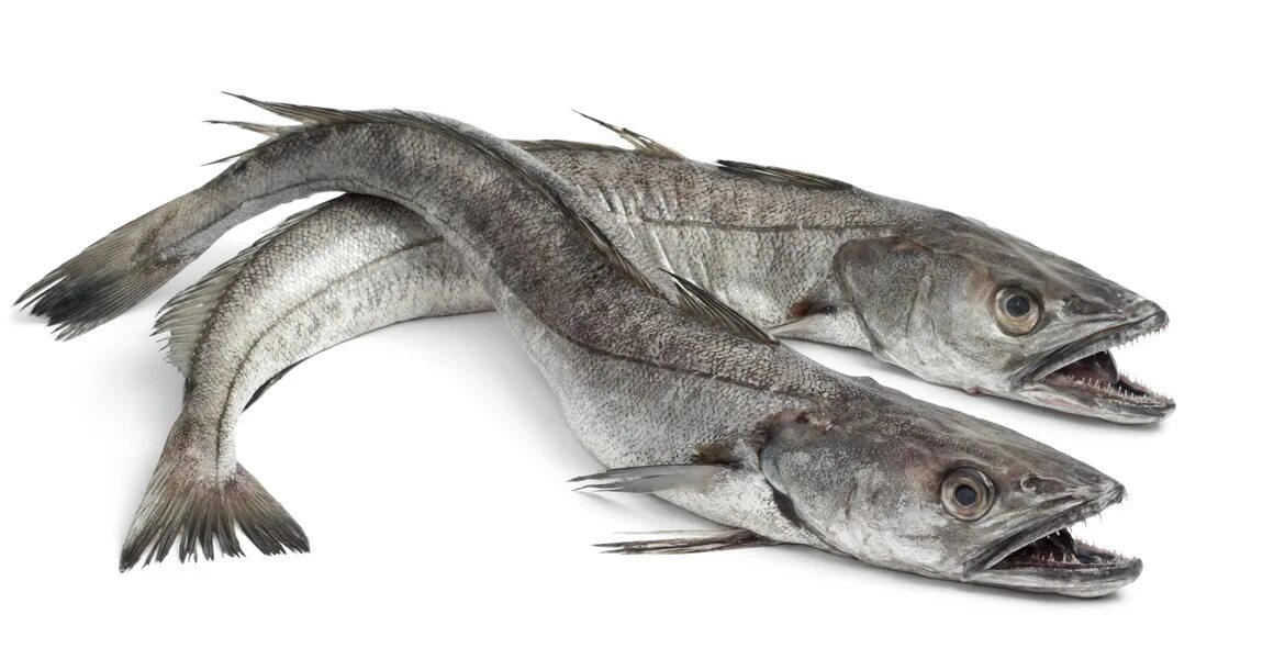Минтай фото рыбы с головой живой Hake - Fish market Chioggia ChioggiaPesca
